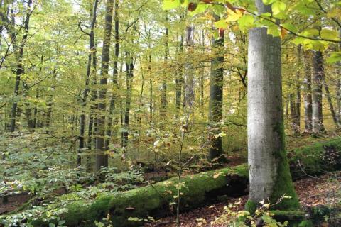 Habitatstrukturen Alt- und Totholz; Foto: MULNV / Thorsten Mrosek