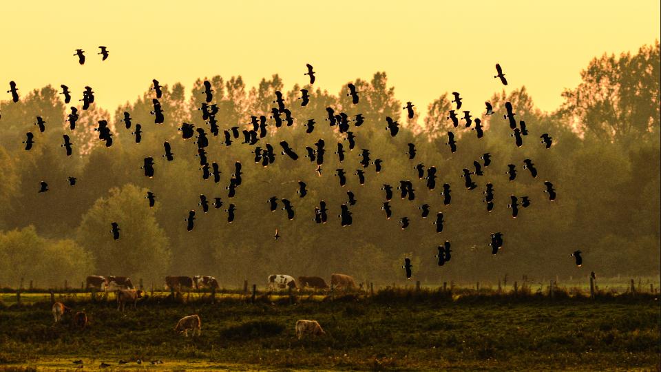 Kiebitze im Naturschutzgebiet Bislicher Insel bei Wesel. 