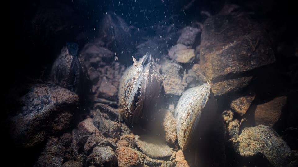 Flussperlmuschel